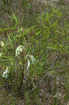 Slimleaf pawpaw